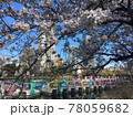 桜の下アヒルボ－トの浮かぶ上野不忍池 78059682