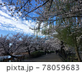 澄みきった青空と桜並木 78059683