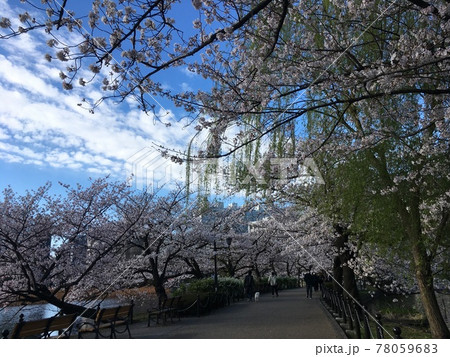 澄みきった青空と桜並木 78059683