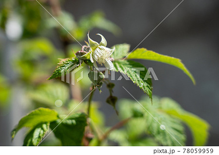 ラズベリーの花 (5月) 家庭菜園 ラズベリーの花 (5月) 家庭菜園 78059959
