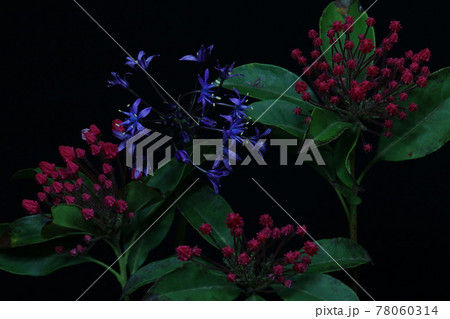 暗がりの小さな青い花と赤い花の蕾 4の写真素材