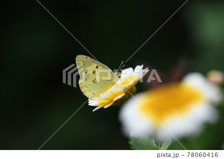 モンキチョウ(紋黄蝶)とシュンギクの花 モンキチョウ(紋黄蝶)とシュンギクの花 78060416