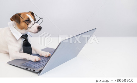Smart dog jack russell terrier in a tie and glasses sits at a laptop on a white background. 78060910