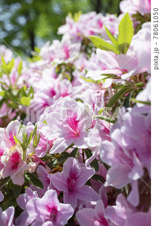 満開のピンクのアザレアの花 風景 の写真素材