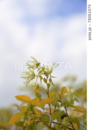 常盤万作の淡い花～静岡県湖西市 78061074