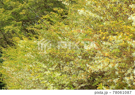 常盤万作の淡い花～静岡県湖西市 78061087