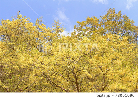 常盤万作の淡い花～静岡県湖西市 78061096