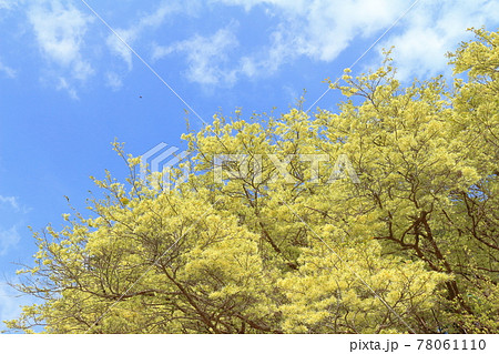 常盤万作の淡い花～静岡県湖西市 78061110