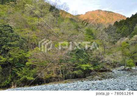 新緑の丹沢 寄沢より朝焼けの檜岳 新緑の丹沢 寄沢より朝焼けの檜岳 78061264