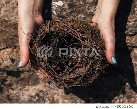 Close-up of female hands holding a fragile empty bird's nest, view from above. Concept of empty nest syndrome. 78061350