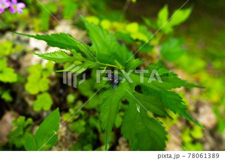 葉に留まる大きいハエ 78061389