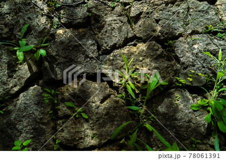 石垣から生える草 78061391