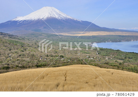 山中湖村鉄砲木ノ頭より望む春の富士山と山中湖 山中湖村鉄砲木ノ頭より望む春の富士山と山中湖 78061429
