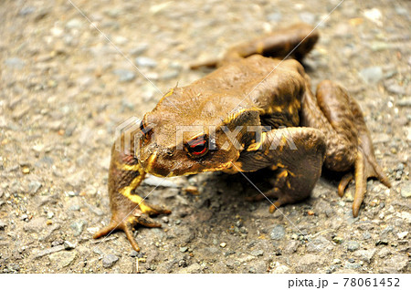 ヒキガエル ヒキガエル 78061452
