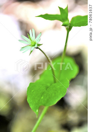 奥秩父山塊 両神山にて ミヤマハコベ 奥秩父山塊 両神山にて ミヤマハコベ 78061637