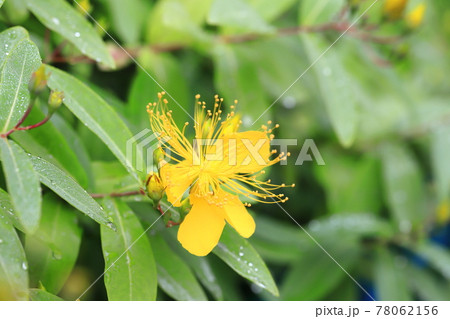 雨に濡れて色鮮やかな美容柳（ビヨウヤナギ） 78062156