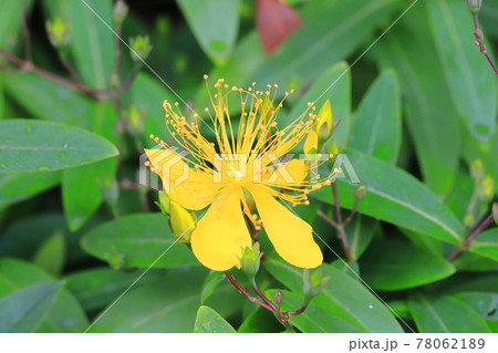 満開の美容柳(ビヨウヤナギ) 満開の美容柳(ビヨウヤナギ) 78062189