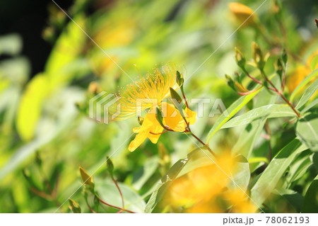 満開の美容柳（ビヨウヤナギ） 78062193