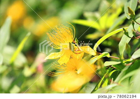 満開の美容柳（ビヨウヤナギ） 78062194