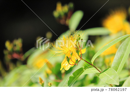 満開の美容柳（ビヨウヤナギ） 78062197