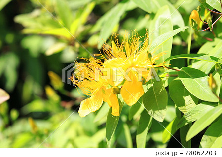 満開の美容柳（ビヨウヤナギ） 78062203