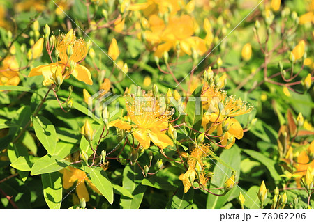 満開の美容柳（ビヨウヤナギ） 78062206