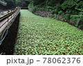 わさび畑 78062376