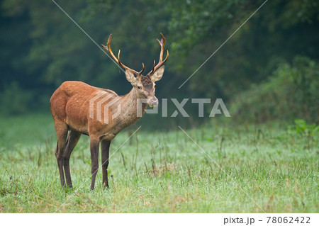 Male of red deer standing on the meadow in rainy autumn weather 78062422
