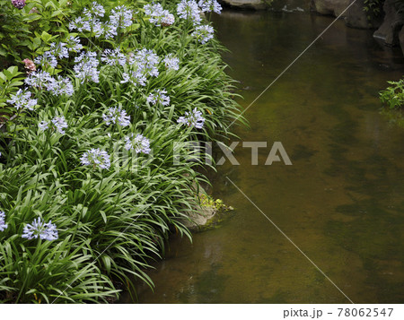水辺に咲く美しいアガパンサスの花 水辺に咲く美しいアガパンサスの花 78062547