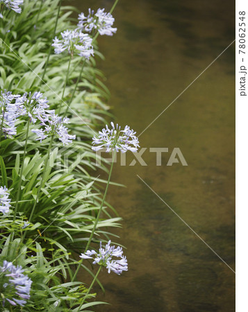 水辺に咲く美しいアガパンサスの花 水辺に咲く美しいアガパンサスの花 78062548