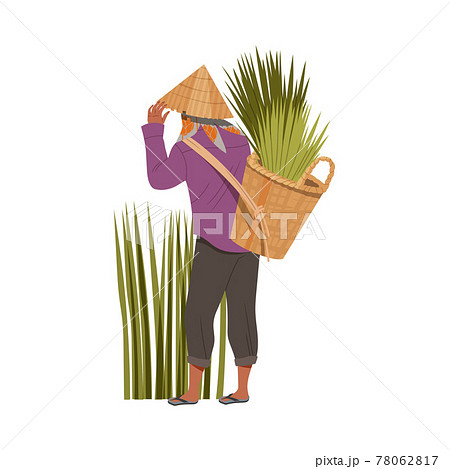 Asian Farmer in Straw Conical Hat Carrying Bundles of Rice Grass in Wicker Basket Vector Illustration 78062817
