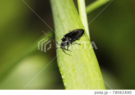 クロアシヒゲナガハナノミ クロアシヒゲナガハナノミ 78062890