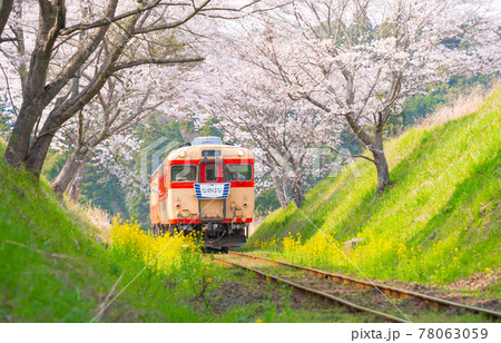 鉄道 いすみ鉄道と満開の桜 キハ28 キハ52 2021年の写真素材
