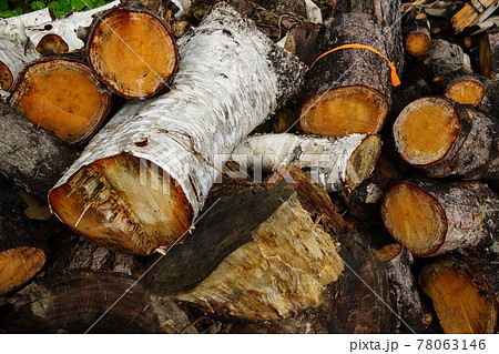 野積みされた伐採木 78063146