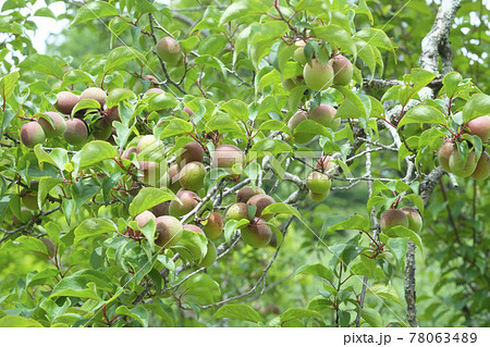 梅雨入り前収穫直前の梅の実 梅雨入り前収穫直前の梅の実 78063489