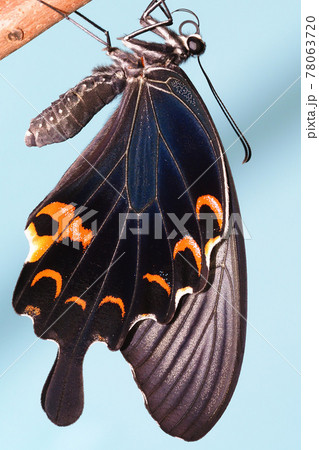 クロアゲハ（メス）飼育 78063720