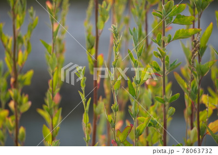 まっすぐに伸びた水辺の草 78063732