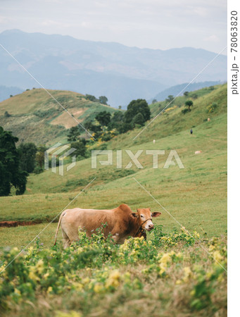 Brown cow grazing on hill in countryside 78063820