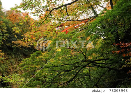 小安峡 温泉 秋田県湯沢市 紅葉したもみじ  78063948