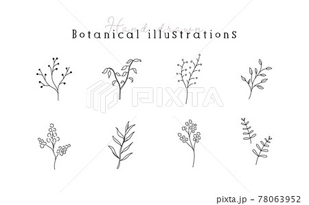 植物の線画イラストのセット シンプル ボタニカル ナチュラル 葉 自然 おしゃれのイラスト素材