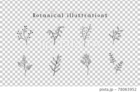 植物の線画イラストのセット シンプル ボタニカル ナチュラル 葉 自然 おしゃれのイラスト素材