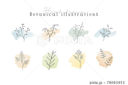 植物の線画イラストのセット 水彩 シンプル ボタニカル ナチュラル 葉 自然 おしゃれのイラスト素材
