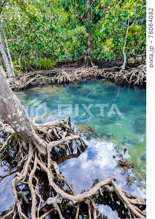 Tropical tree roots or Tha pom mangrove in swamp forest and flow water. 78064082