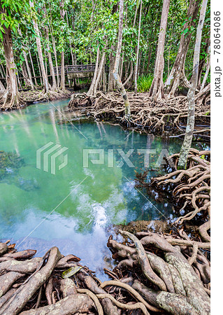 Tropical tree roots or Tha pom mangrove in swamp forest and flow water. 78064086