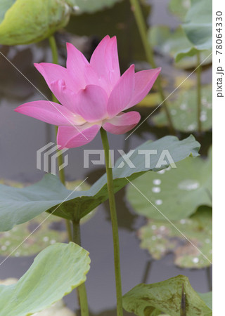 Natural photo: lotus garden in Tam Da lotus pond Natural photo: lotus garden in Tam Da lotus pond 78064330