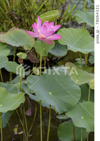 Natural photo: lotus garden in Tam Da lotus pond Natural photo: lotus garden in Tam Da lotus pond 78064331