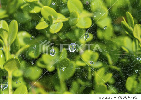 道路 緑 グリーン 78064795