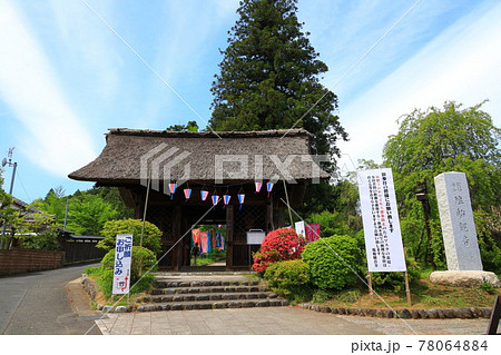 塩船観音寺のツツジ 78064884
