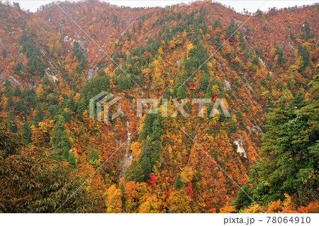 青森 白神山地 紅葉した山 青森 白神山地 紅葉した山 78064910