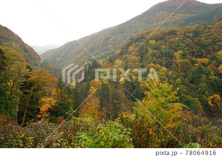 青森 白神山地 紅葉した山 78064916